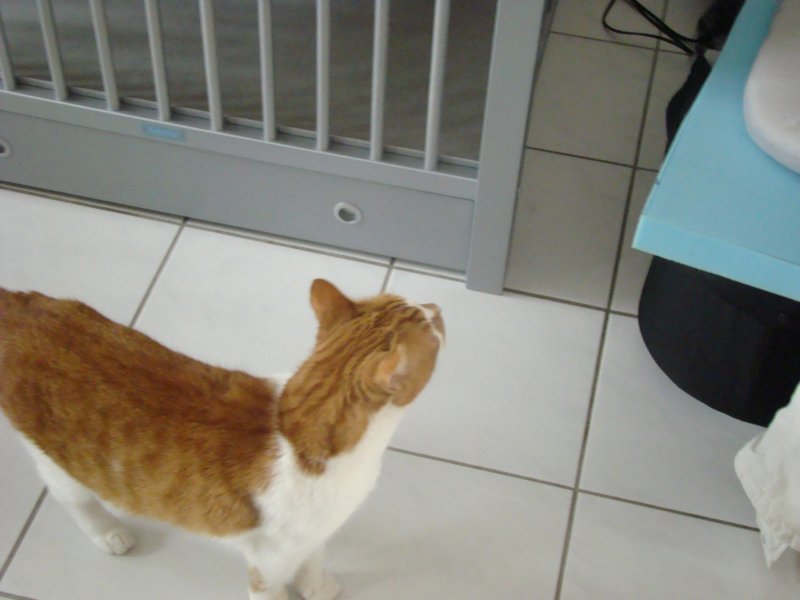 jasper038.jpg